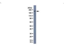 Rootletin Rabbit anti-Mouse, Polyclonal, MilliporeSigma 100 &mu;g;Unconjugated:Antibodies,